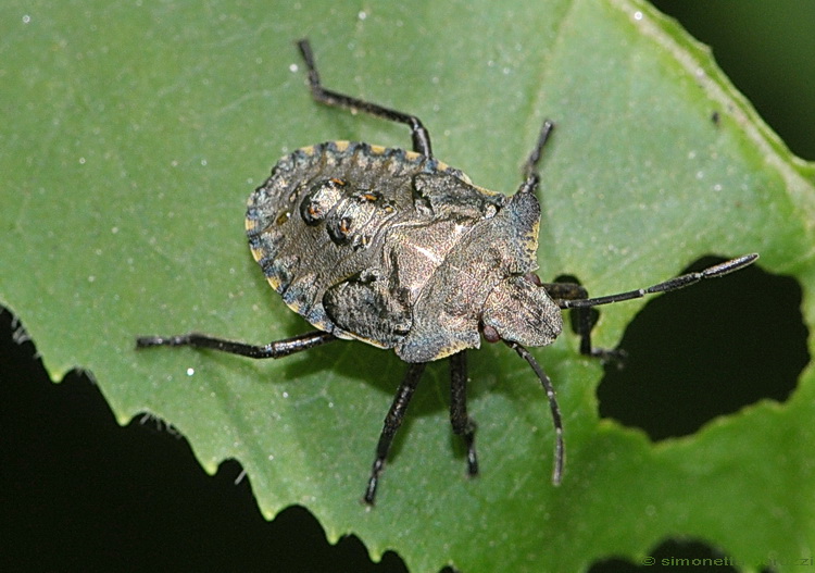 Una Heteroptera gibbosa: Pentatoma rufipes